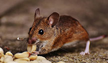 24 Hour & Emergency Exterminators in Musk, OK
